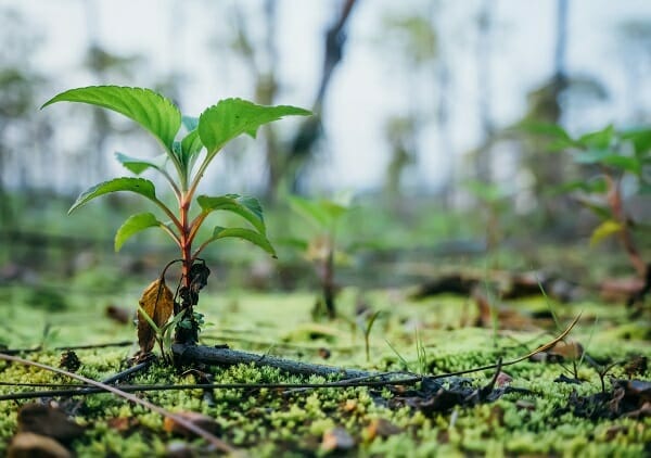 shellden 12 milyar dolarlik biyoyakit anlasmasi
