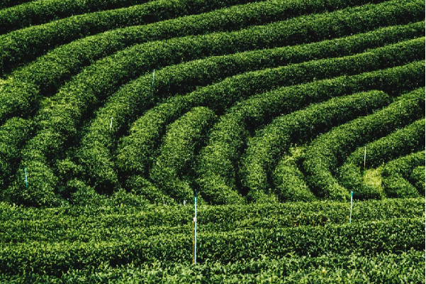 hem tavsan kani hem organik