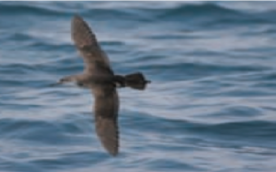 yelkovan kuslarinin pesi sira