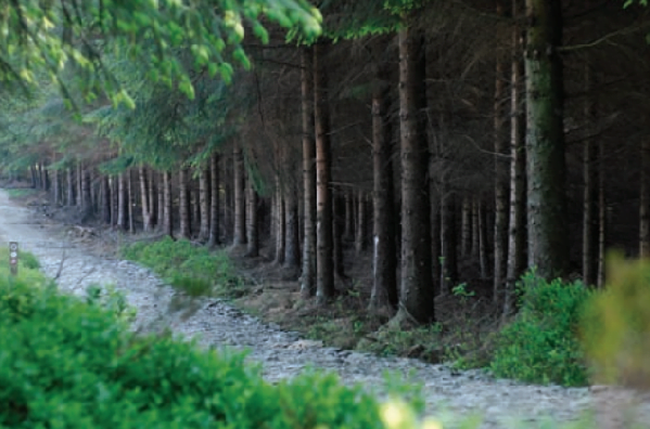 iyi bir yatirim orman