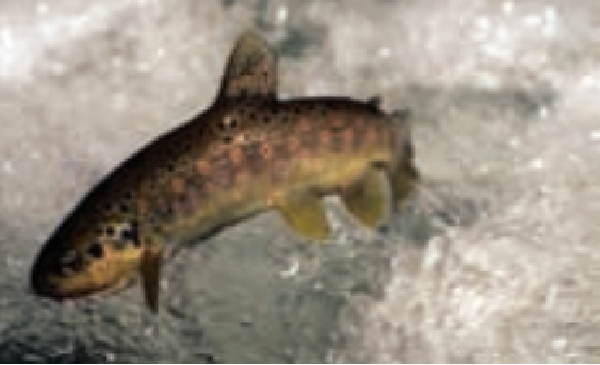 hesler baliklari da tehdit ediyor