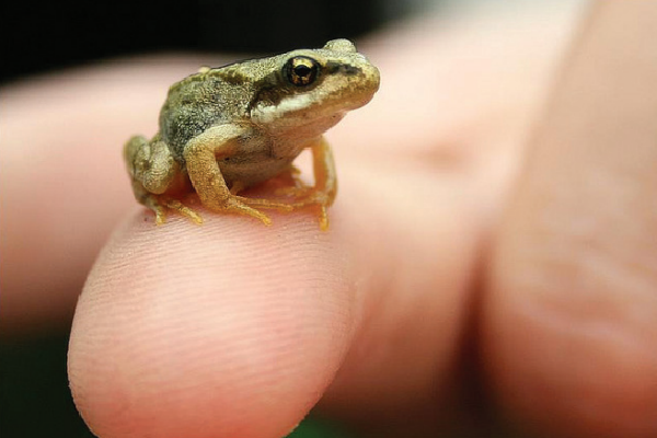 kucuk kurbaga kuyrugun nerede