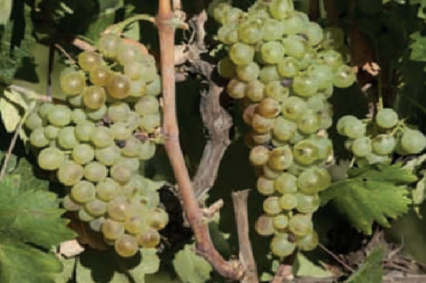 greenpeaceten mehdi ekere yanit