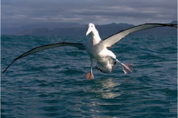 sen de mi albatros