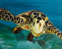 deniz su kaplumbağası