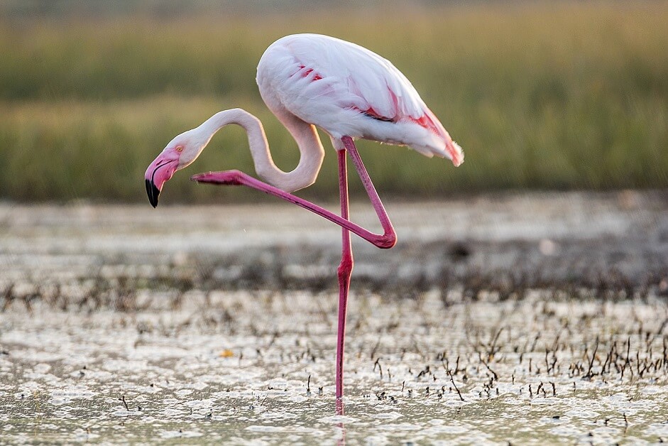 Flamingo Festivali