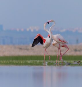 Gediz