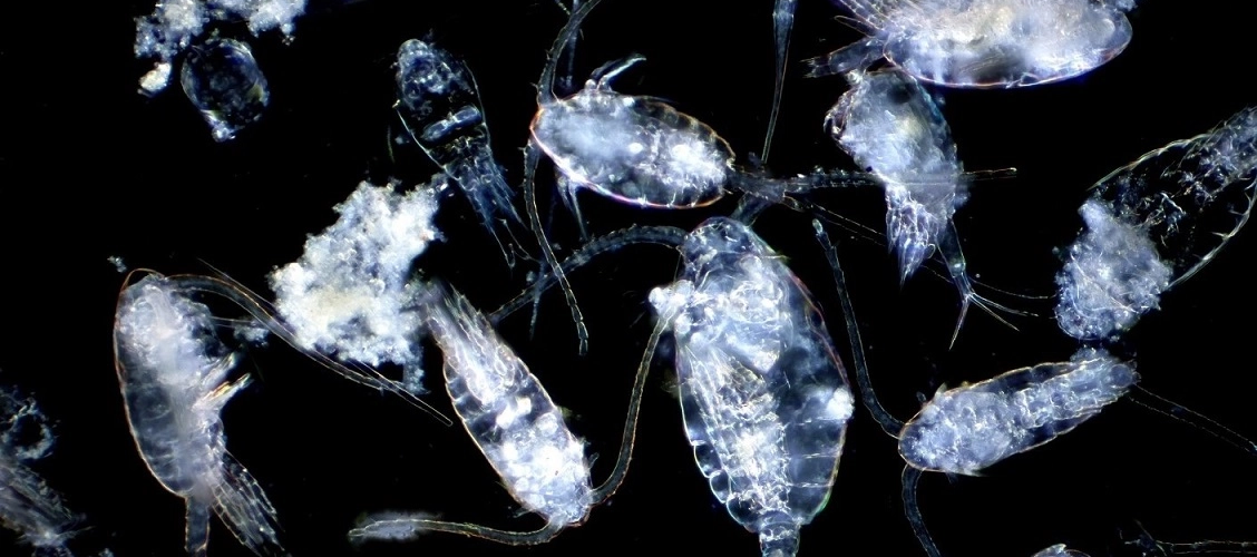 kopedodlar 5 kapak k