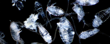 kopedodlar 5 kapak k