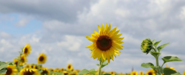 sandi-mager-vHRSvSbZXSU-unsplash
