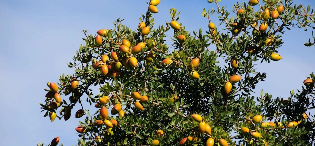 Argan Ağaçları
