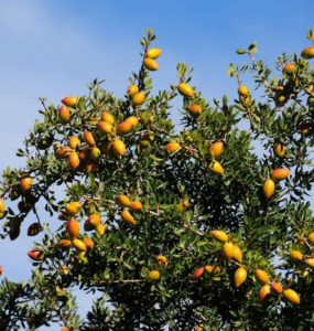 Argan Ağaçları