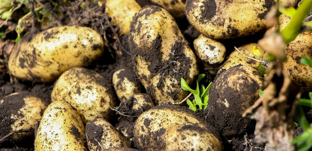 Patates