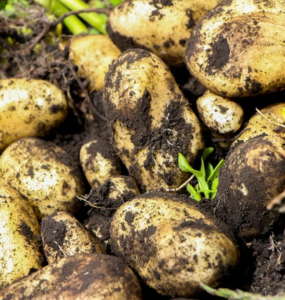Patates