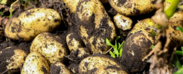 Patates