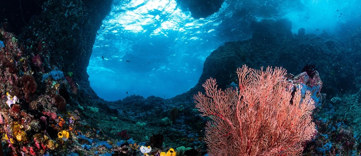 Credit Tracey Jennings Ocean Image Bank k