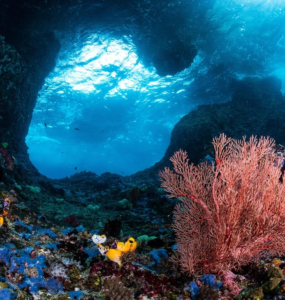 Credit Tracey Jennings Ocean Image Bank k