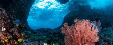 Credit Tracey Jennings Ocean Image Bank k