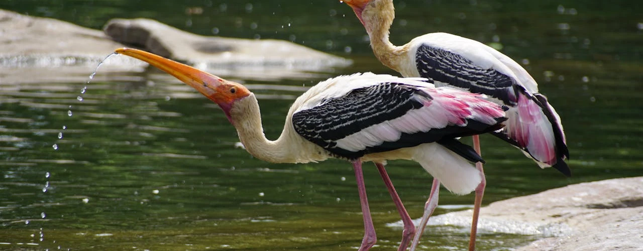 pexels-divyani-389032-1035056