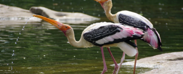 pexels-divyani-389032-1035056