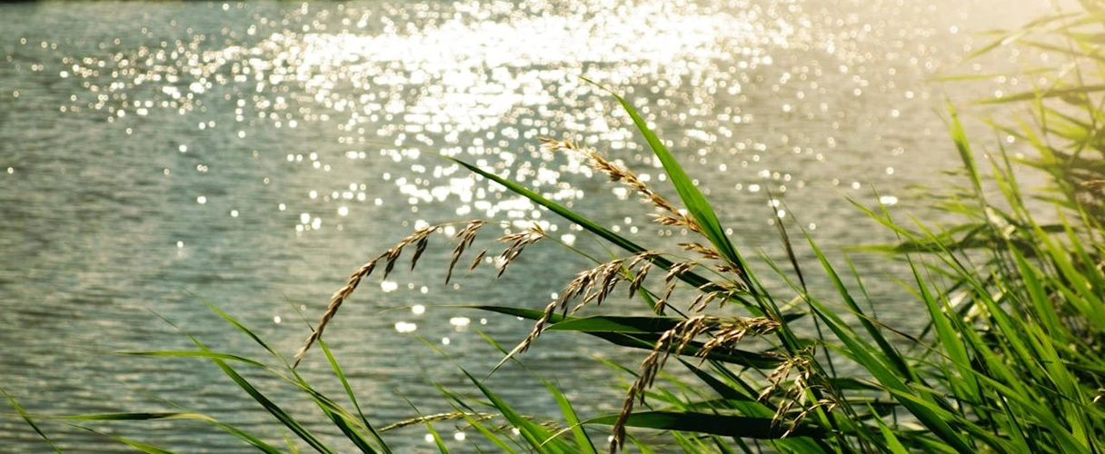 Suyun Yolculuğu