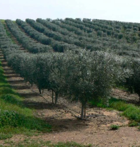zeytin