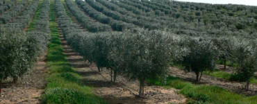 zeytin