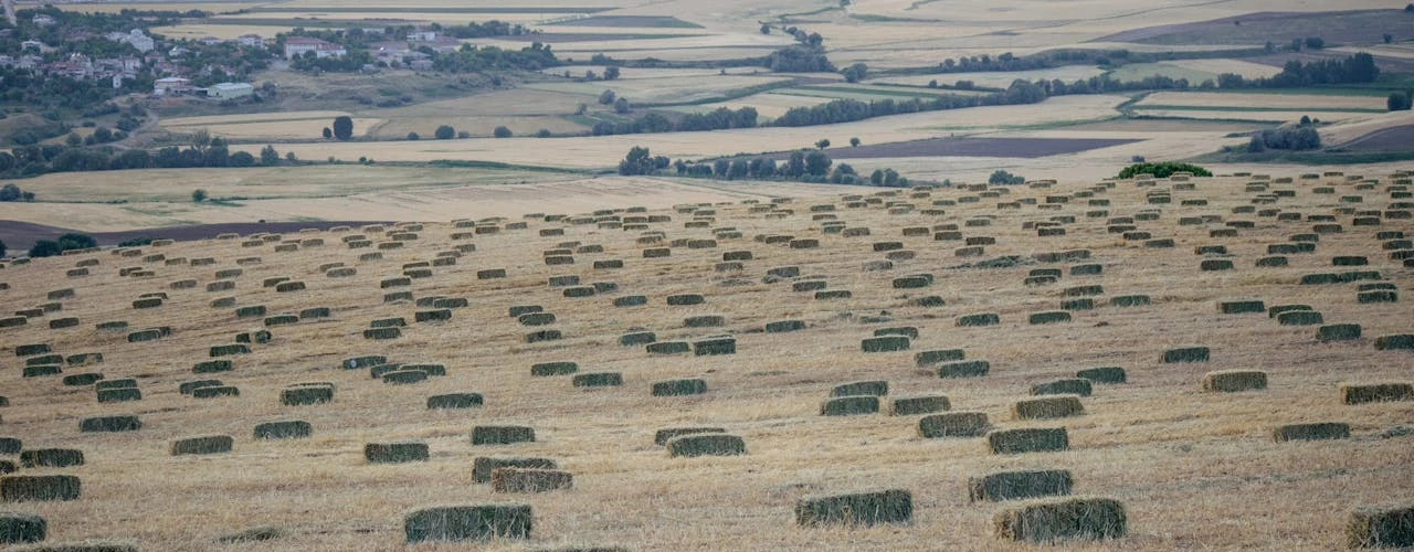 pexels-zlfdmr23-32694494