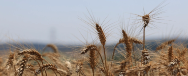 Tarım