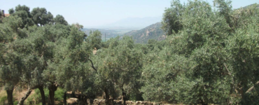 Zeytinliklerin