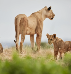 Ekosistemlerin