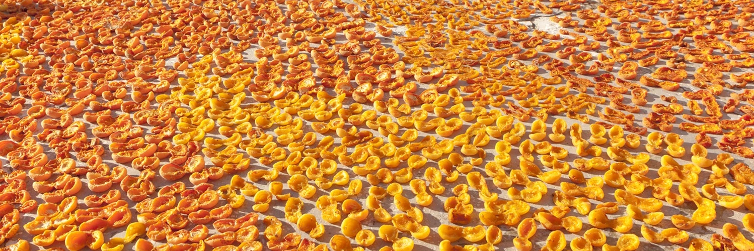 Kayısı
