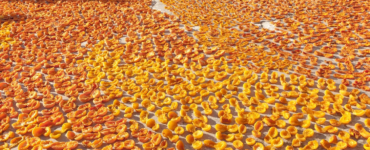 Kayısı