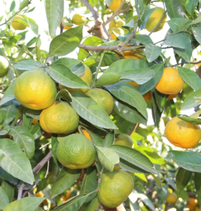 narenciye
