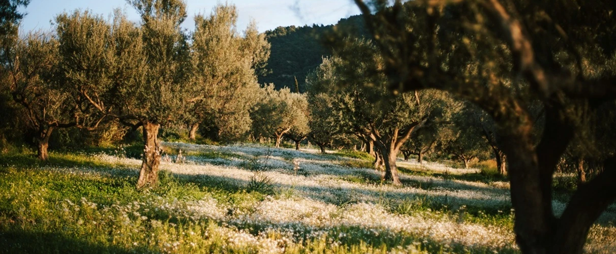 Kırmızı