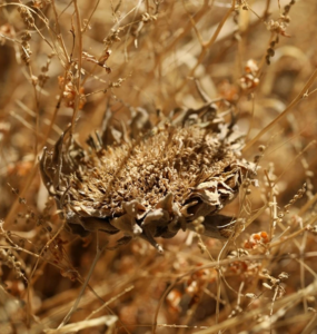 Kuraklık