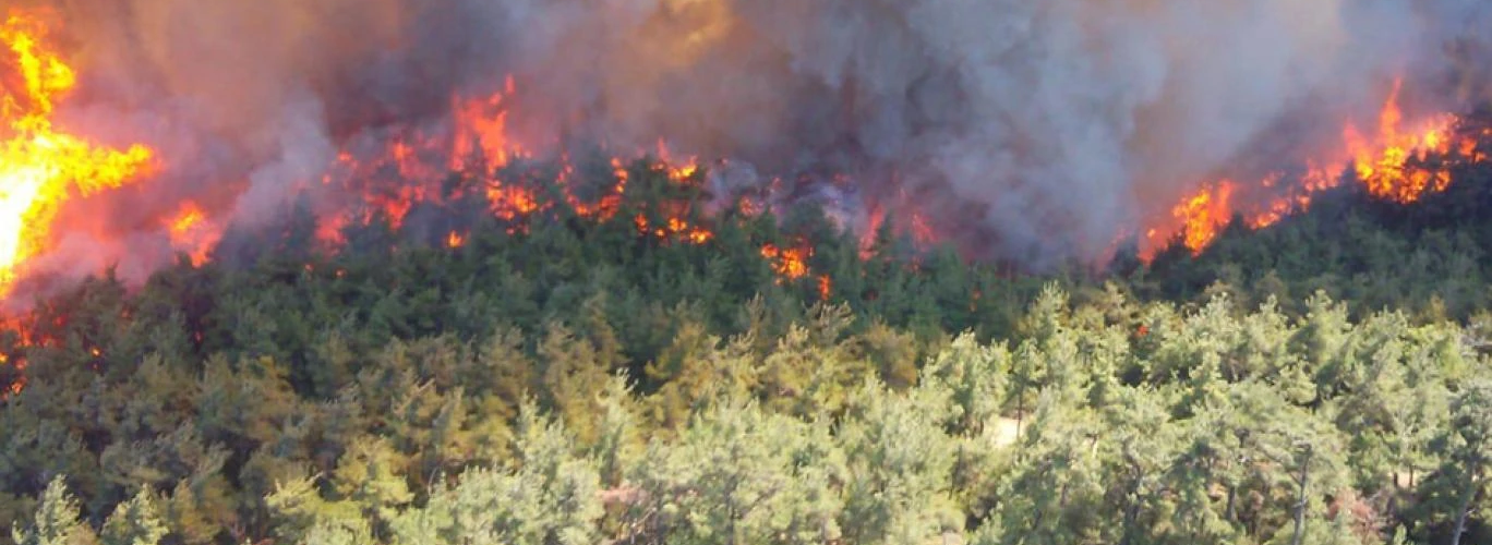 orman yangını