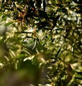 Zeytin
