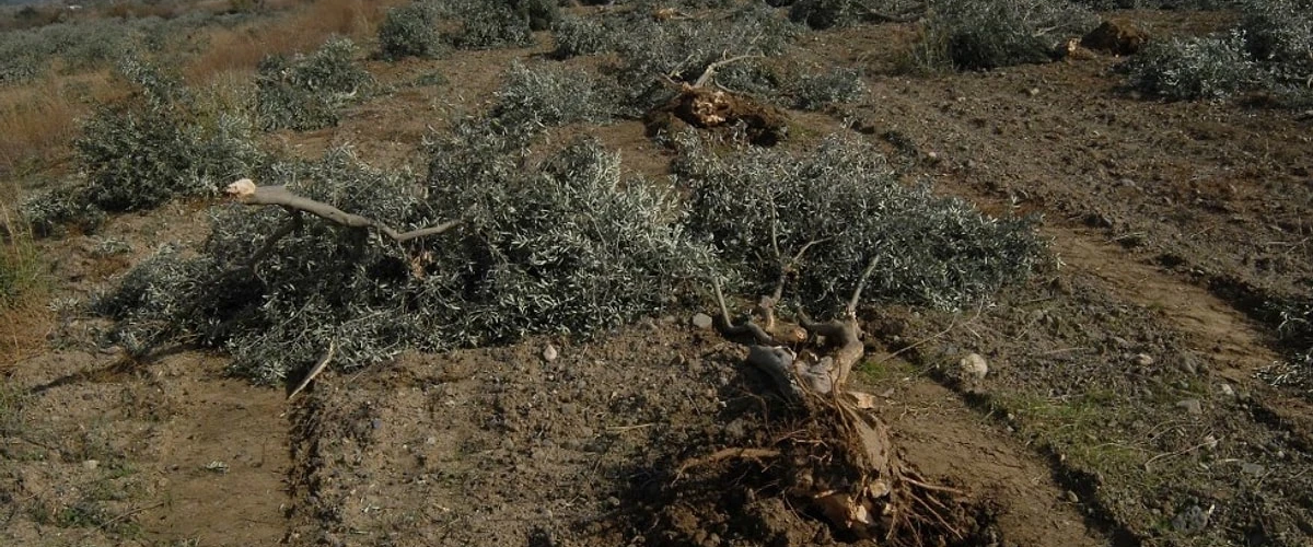Doğa