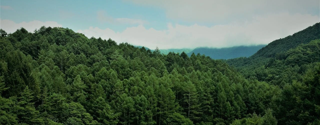 pexels-megapixel-1481581