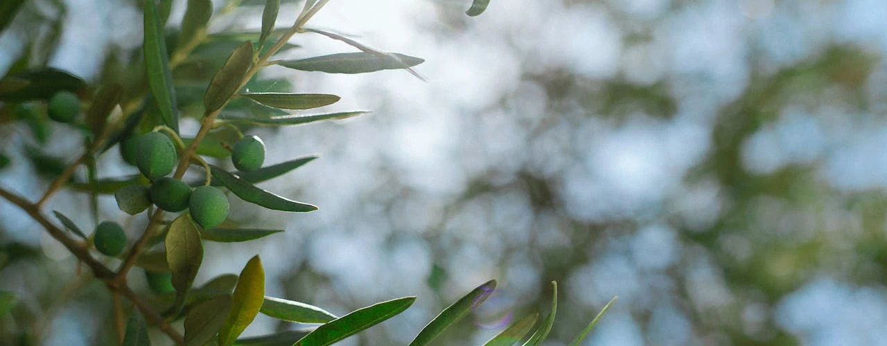 AYM