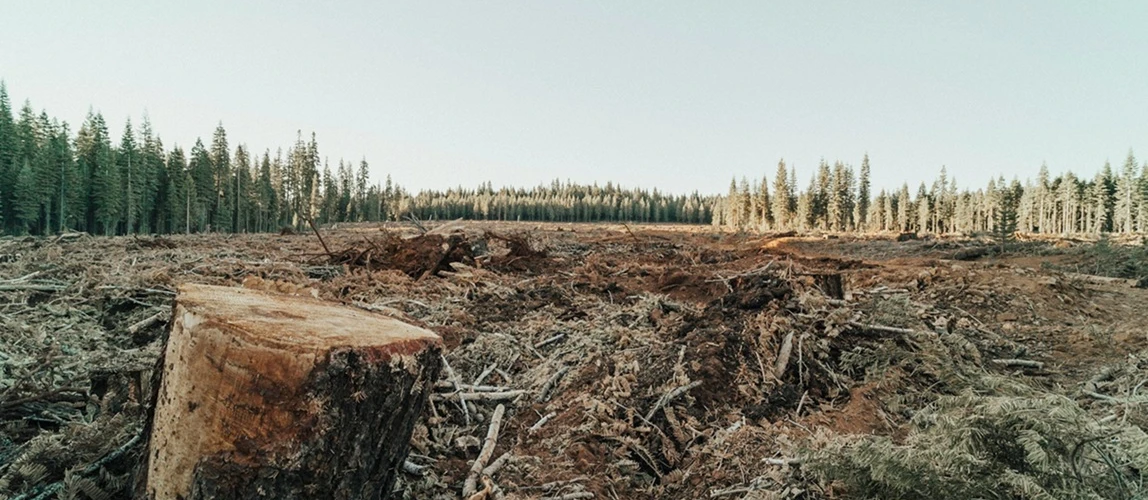 roya-ann-miller-BkTsP32Dfnc-unsplash