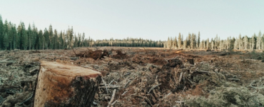 roya-ann-miller-BkTsP32Dfnc-unsplash