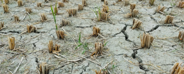 Sinsi