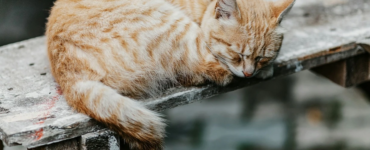 "Patili Sanat Sergisi"