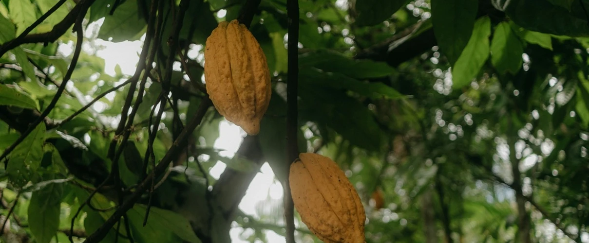 Avrupa
