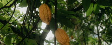 Avrupa