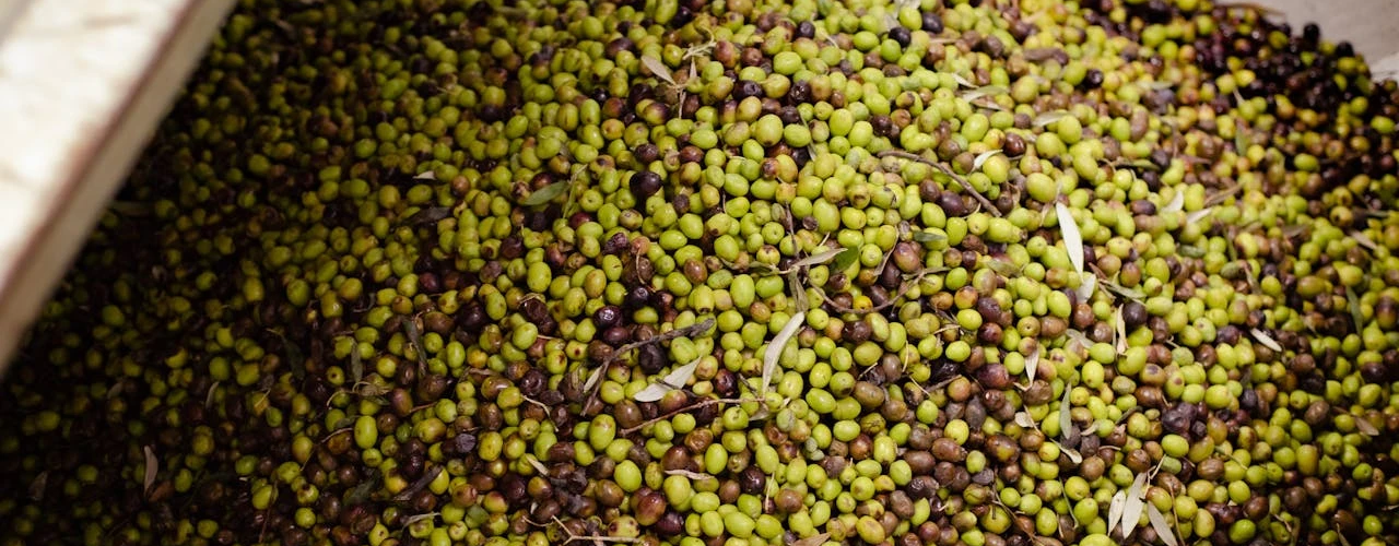"Zeytin Atlası"