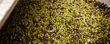 "Zeytin Atlası"