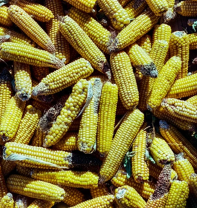 Küresel